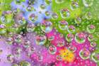 Washington State-Seabeck Flowers reflected in water drops Art Print